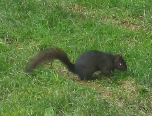 Black Squirrel
