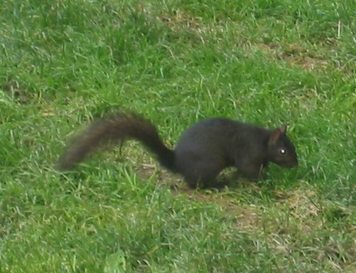 Black Squirrel