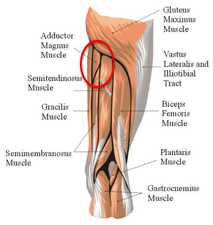 Hockey Training Hip Muscles Circle