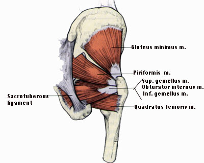 Hip Rotators