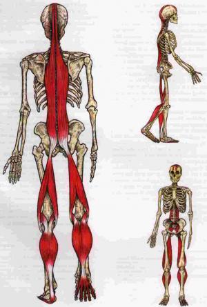 Superficial-Back-Line.jpg