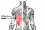Latissimus Dorsi Latissimus Dorsi