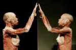 Inside the Living Body