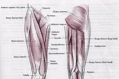 Hip Musculature