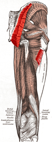 Posterior Hip Musculature