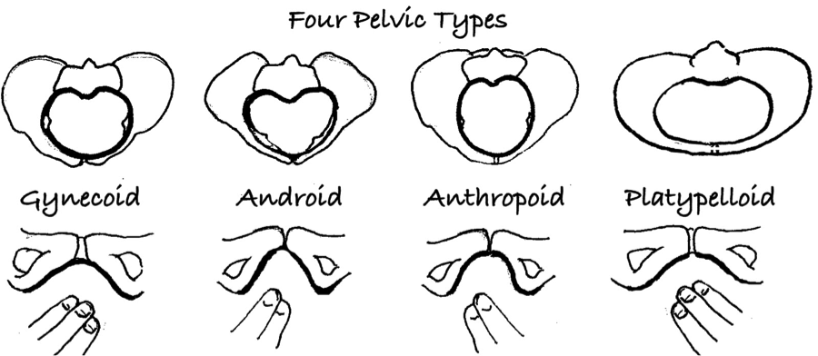 4 Pelvis Types