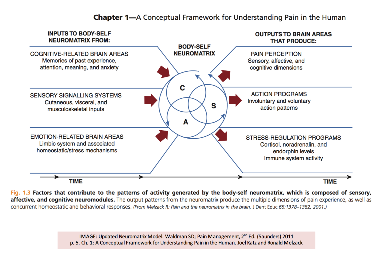 Understanding Pain