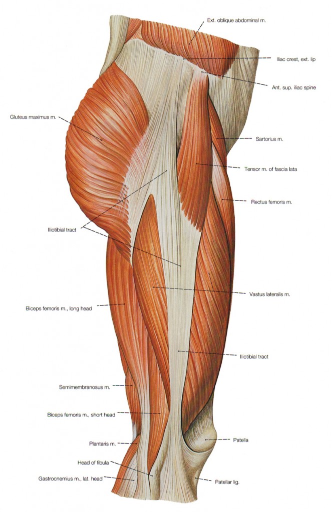 Lateral Thigh Anatomy